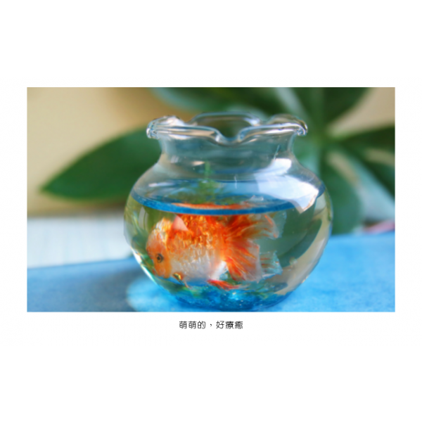 黏土金魚 萌萌的