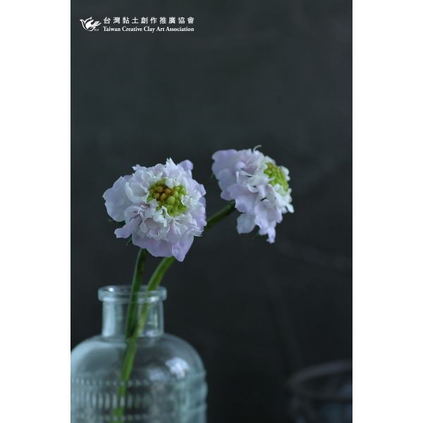 藍盆花a 協會
