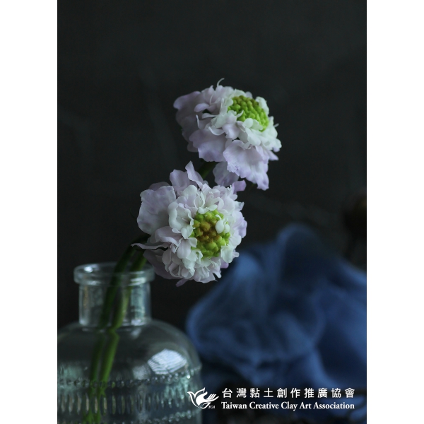 藍盆花 b 協會