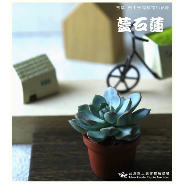藍石蓮特寫
