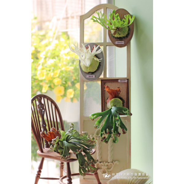 _協會 小農鹿角蕨課程2