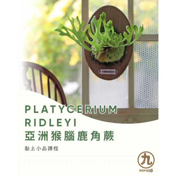 黏土作品鹿角蕨 丸子 