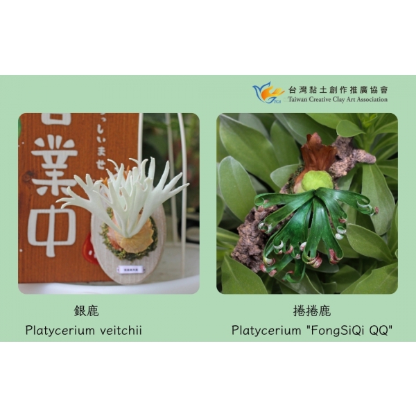兩款