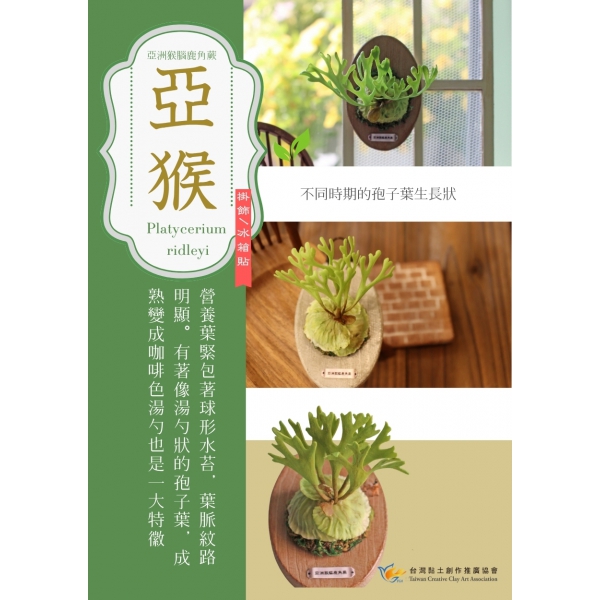 亞洲猴腦鹿角蕨 (3)
