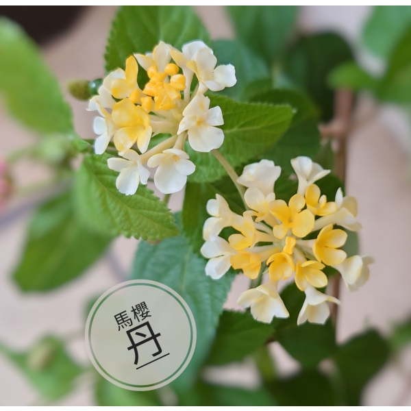 黏土室內小花園