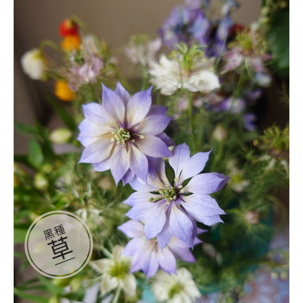 黏土室內小花園