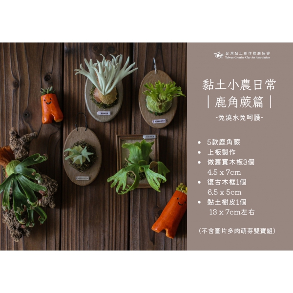鹿角蕨課程介紹