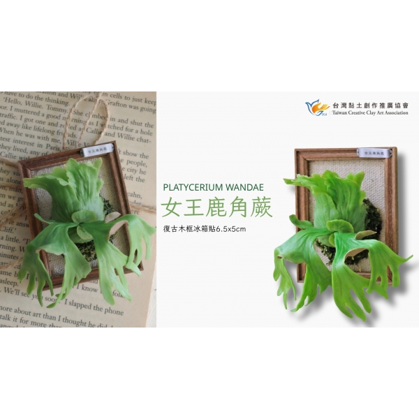 女王鹿角蕨